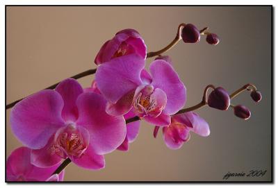 20080103042906-orquideas1.jpg
