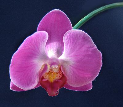 20080103044153-orquideas.jpg